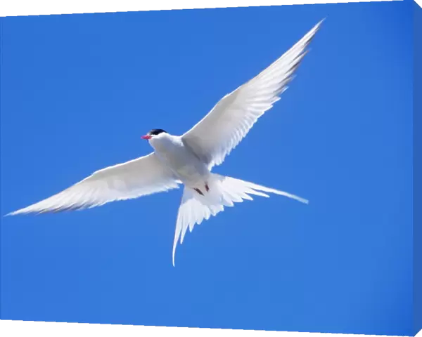 Arctic Tern - in flight