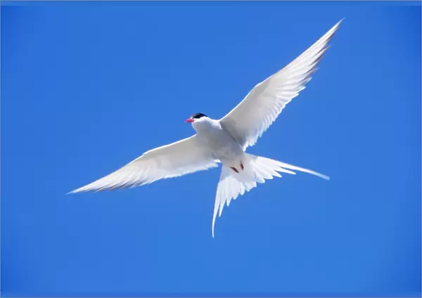 Arctic Tern - in flight
