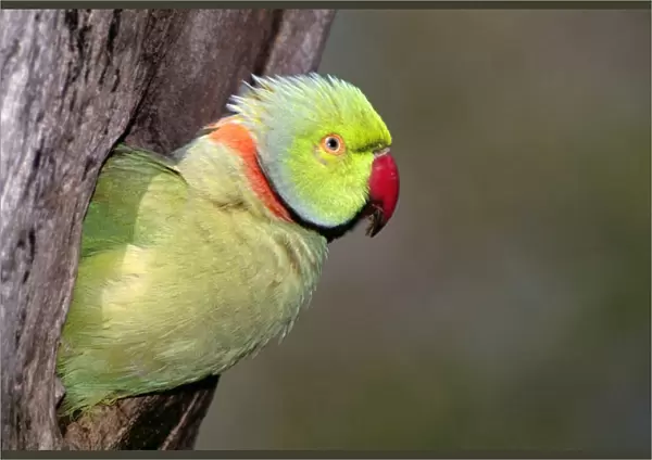 Rose-ringed  /  Ring-necked Parakeet - in tree