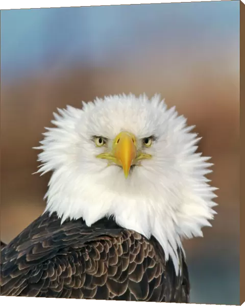 Adult Bald Eagle. Homer Alaska