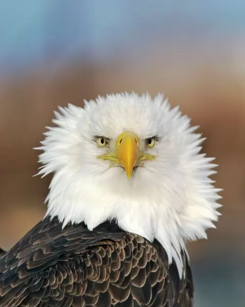 Adult Bald Eagle. Homer Alaska