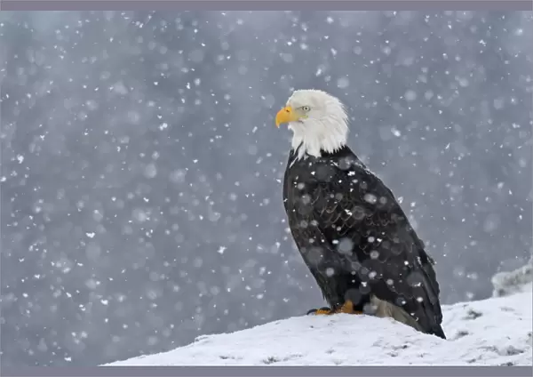 Adult Bald Eagle - in snow Homer Alaska