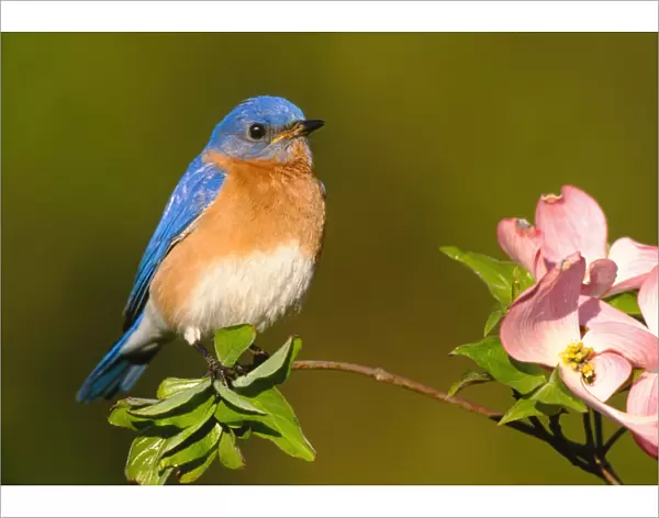 Eastern Bluebird - male. Hamden, CT, USA