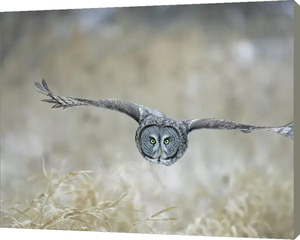 Great Gray Owl in flight - Standing 27 in tall with a wingspan of 52 inches this is our longest owl. When vole populations crash in the boreal forests where they nest they often move south in search of food