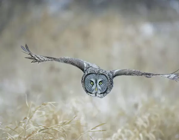 Great Gray Owl in flight - Standing 27 in tall with a wingspan of 52 inches this is our longest owl. When vole populations crash in the boreal forests where they nest they often move south in search of food