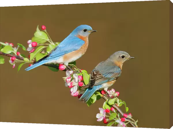 Eastern Bluebird - pair Hamden, CT