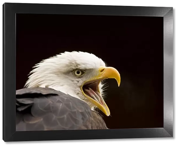 Bald Eagle Portrait while calling North America