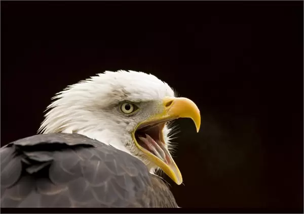 Bald Eagle Portrait while calling North America