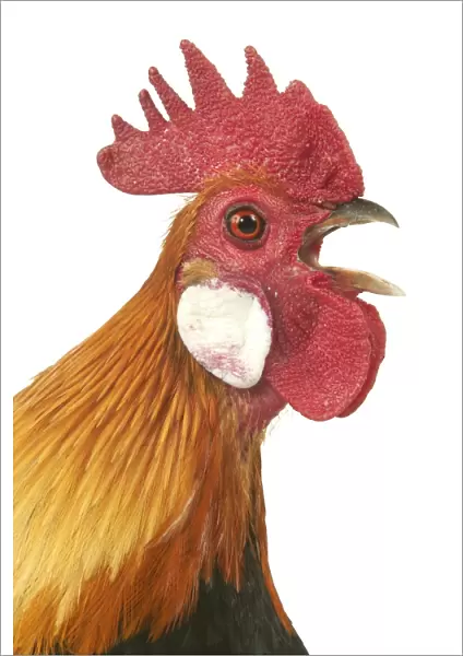 Domestic Chicken Dutch breed Close-up of head