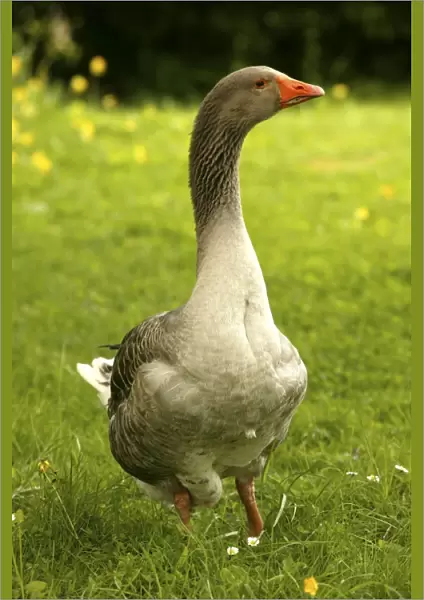 Domestic Goose “Goose of Toulouse” In garden