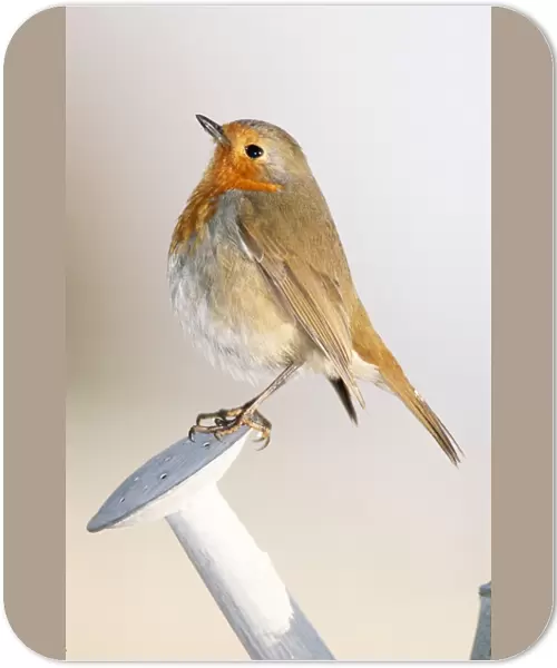 Robin In winter on watering-can