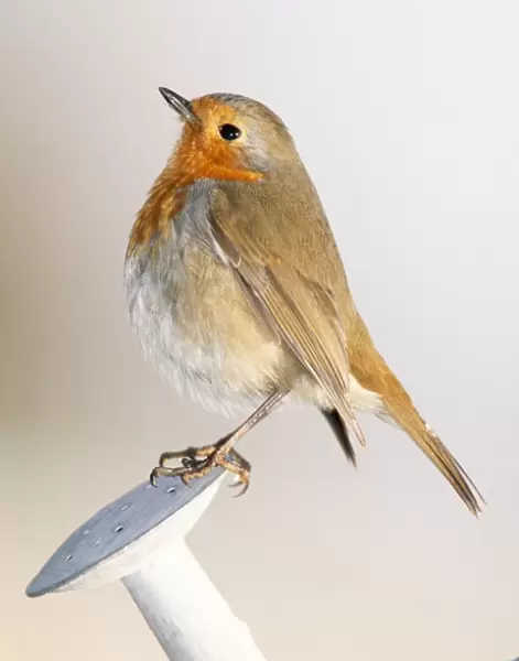 Robin In winter on watering-can