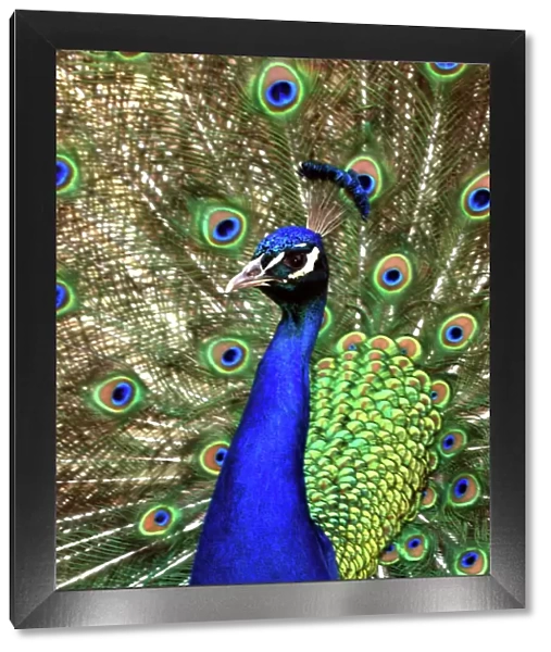 Peacock- male displaying. Asia