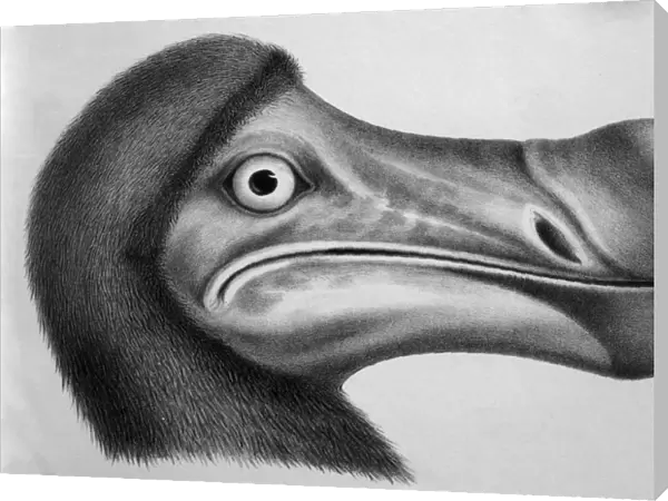 Black & White Illustration: Dodo- from Strickland 1848