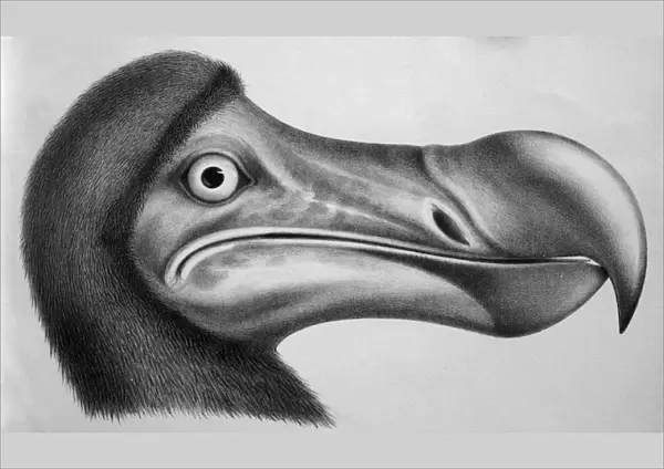 Black & White Illustration: Dodo- from Strickland 1848