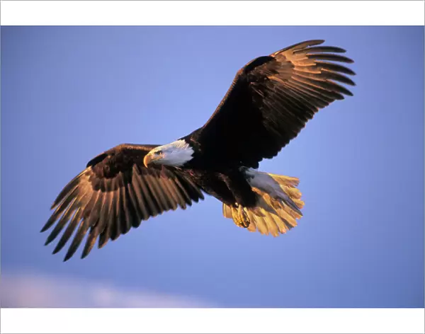 Bald Eagle - in flight. Early morning light. BE5371