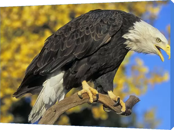 Bald Eagle - Calling from perch in front of autumn coloured aspen trees Western U. S. A