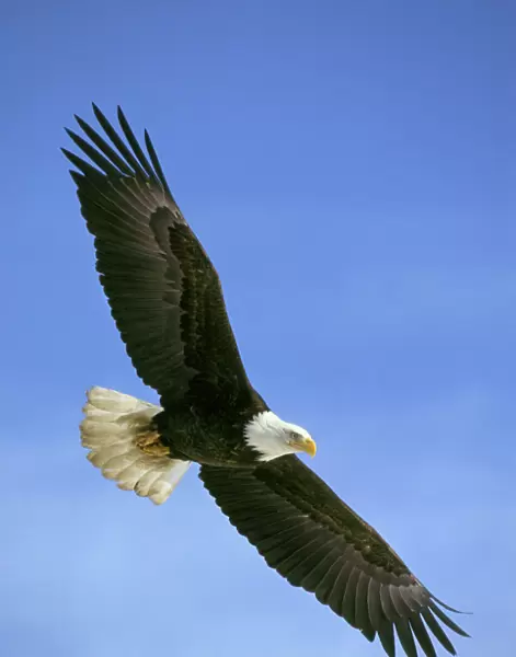 Bald Eagle - In flight BE5535