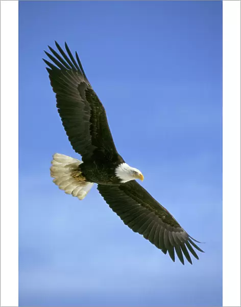 Bald Eagle - In flight BE5535