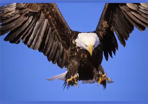 Bald Eagle - In flight, preparing to land Alaska BE5384