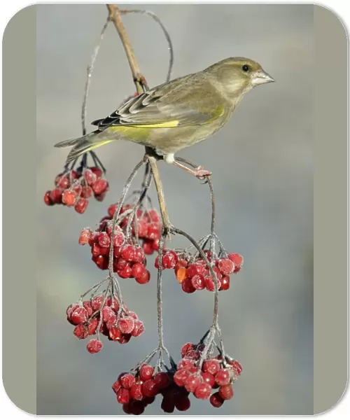 Greenfinch - Perched on Guelder Rose bush in garden, frosty weather, winter. Lower Saxony, Germany