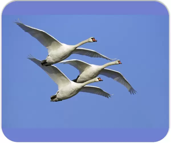 Mute Swans - In flight Lower Saxony, Germany