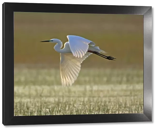 Great White Egret- in flight over water meadow, Neusiedler See, Austria