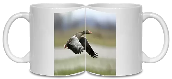 Greylag Goose- in flight over marshland, Neusiedler See NP, Austria