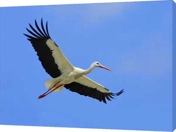 White Stork - in flight, Extremadura, Spain