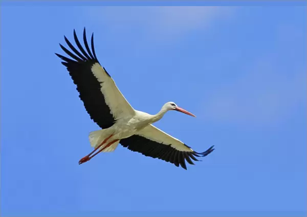 White Stork - in flight, Extremadura, Spain