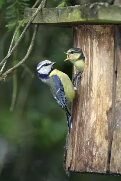 Blue Tit - chick begging for food at nestbox entrance, Lower Saxony, Germany
