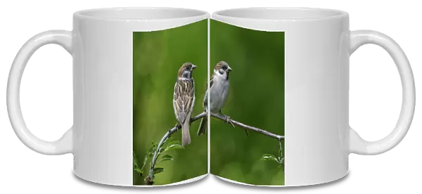 Tree Sparrow - pair on branch, Lower Saxony, Germany