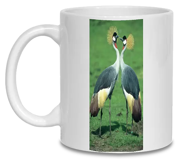Crowned Crane - pair courtship displaying