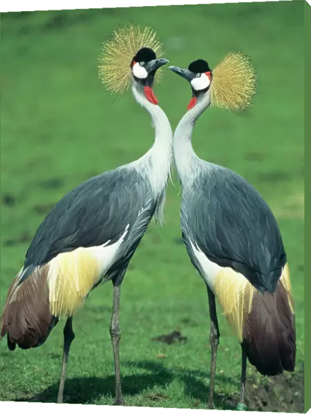 Crowned Crane - pair courtship displaying