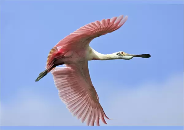 Roseate Spoonbill - in flight. Venezuela