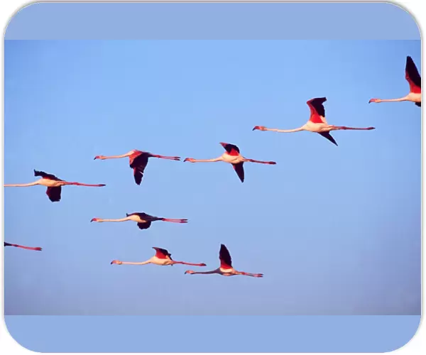 GREATER FLAMINGO - x eight, flock in flight