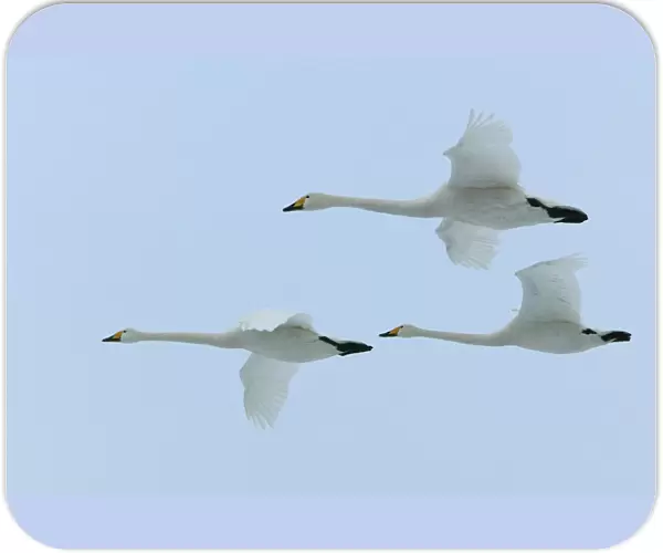 Whooper Swans In flight Wintering on ice lakes Hokkaido, Japan