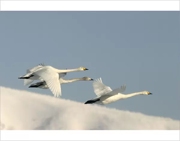Whooper Swan - three in flight Lake Kushiro, Hokkaido, Japan