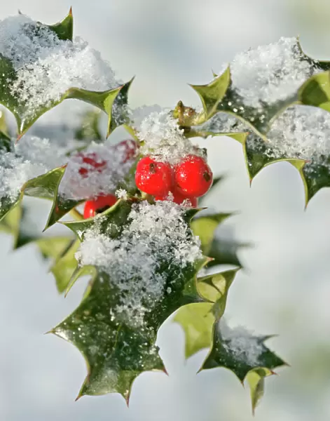 Holly – with frosted berries 003114