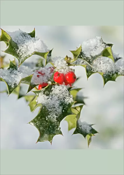 Holly – with frosted berries 003114