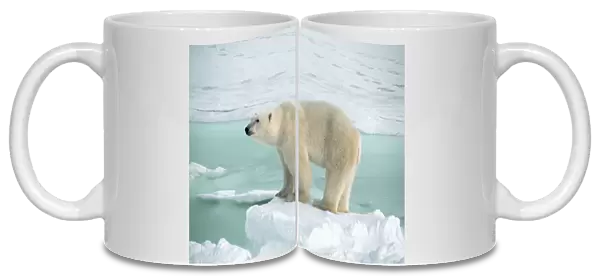 POLAR BEAR - at the edge of sea ice