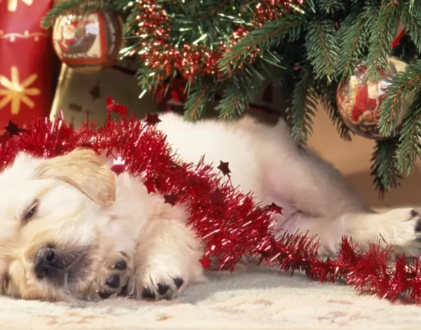 Golden Retriever Dog - puppy asleep under Chirstmas tree