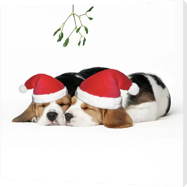Beagle Dog - Puppies asleep, wearing Christmas hats under mistletoe
