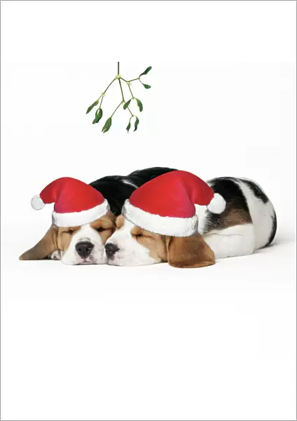 Beagle Dog - Puppies asleep, wearing Christmas hats under mistletoe