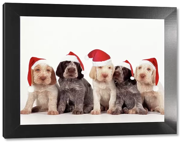 Spinone Dog - pupies wearing christmas hats