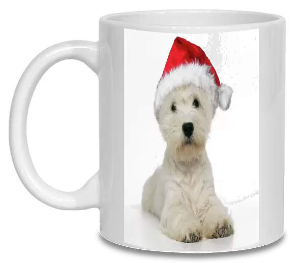 West Highland Terrier Dog - wearing Christmas hat