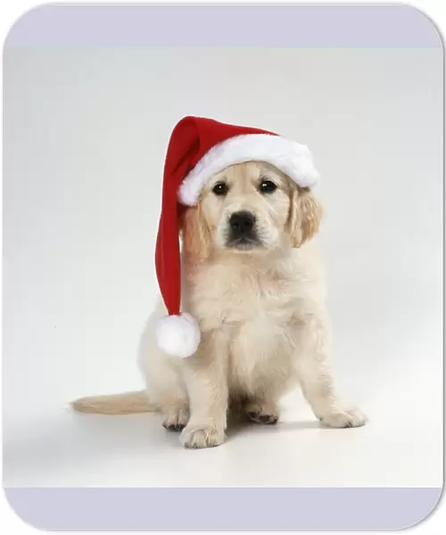 Golden Retriever Dog Puppy wearing christmas hat