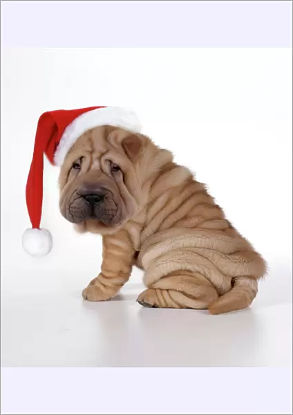 Shar Pei Dog - Puppy sitting down wearing Christmas hat