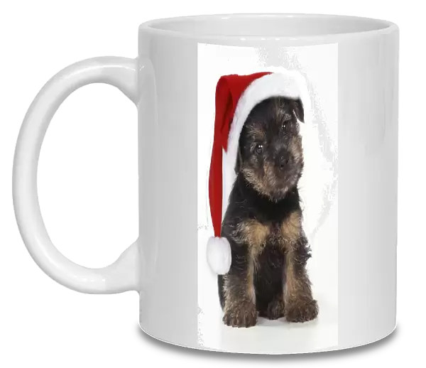 Norfolk Terrier Dog - Puppy wearing Christmas hat