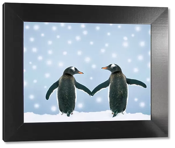 Gentoo Penguin - pair holding hands in the snow
